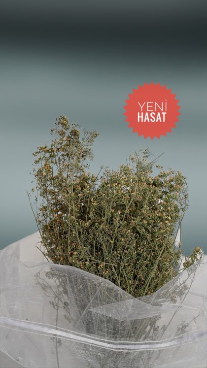 YABANİ TAŞ KEKİĞİ  OLUMSUZ İKLİM KOŞULLARI SEBEBİYLE HASAT YAPILAMAMIŞTIR